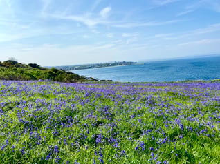 Field of flowers by the sea